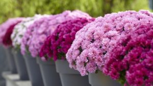 Learn the Ins and Outs of Pest Management in Ornamentals