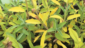 Why EC Monitoring is Crucial in Controlled Environment Farming