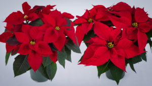 Syngenta Flowers Poinsettia Portfolio Shifts to Express Seed Company