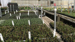 Ornamental Industry Feeling Ripple Effects of Plant and Supply Shortages