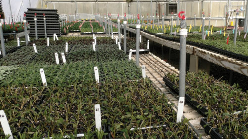 FYI: Upgrading Your Greenhouse Irrigation System Can Also Save on Labor