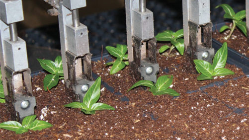 New Greenhouse Transplanters Aim for Improved Accuracy, Flexibility