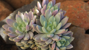 Hot-Selling Succulents Remain Hip, With No End in Sight