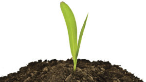 What’s In Your Soil? Find Out by Testing It