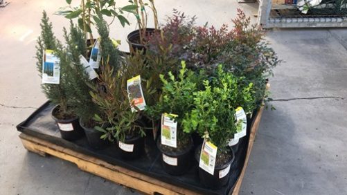 WaterPulse Introduces New Pallet Watering Mat