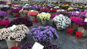 Blooma Farms Acquires Former Welby Gardens Property in Colorado