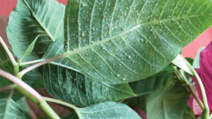 Mitigating Whiteflies in Ornamental Production