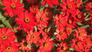 Learn How You Can Do More in Your Greenhouse With Less Energy Use