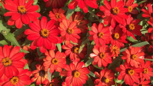 Learn How You Can Do More in Your Greenhouse With Less Energy Use