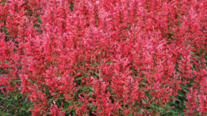 How to Keep Your Perennials Healthy and Disease-Free