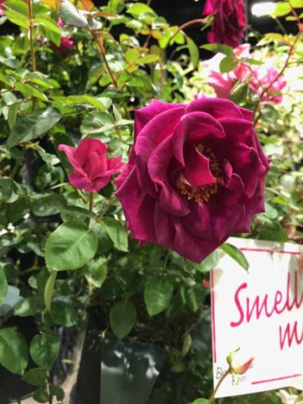 Brindabella Shrub Roses (Sun-Fire Nurseries/Suntory)