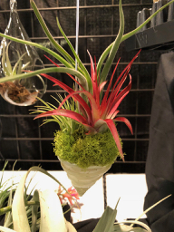 Curly Shell Tillandsia Planter (Russell’s Bromeliads)