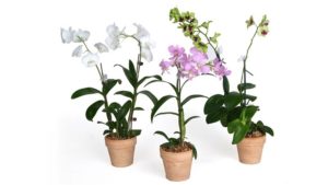 USDA to Allow Orchid Imports from Taiwan Into U.S.