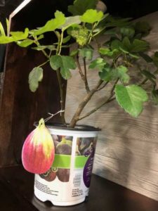 Fruit Image Tags (Dewar Nurseries, Inc.)