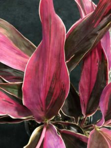 ‘Golden-Edge Red Sister’ Cordyline (Butler’s Foliage, Inc.)