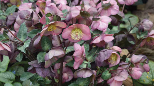 Allan Armitage on Hot New Perennials for 2018