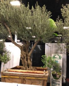Multiple Sizes of European Olive (Sun City Tree Farms)