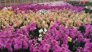 Cultivate Tours to Highlight Perennials, Orchids, New Technology, and More