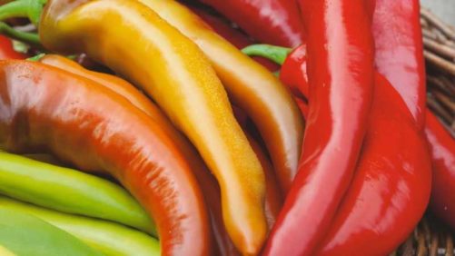 All-America Selections Names Latest Variety Winner, Announces New Display Gardens and Judges