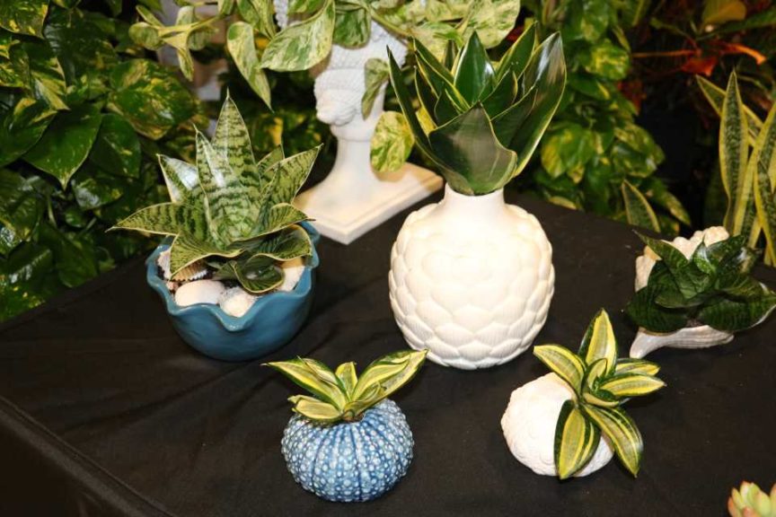 Seashell Planters