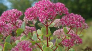 13 New Poinsettias and Succulents for Holiday Sales, Crafting, and Landscaping