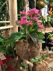 Tropicals in Kokodama Planters (Sun Bulb Co., Inc.)