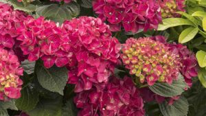 Color Spot Will Split With Hines Division, But Continue to Operate Following Sale