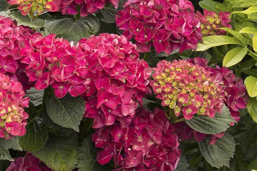 7. Hydrangeamania