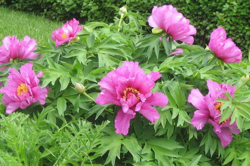 5. Suburban Plant Hunters