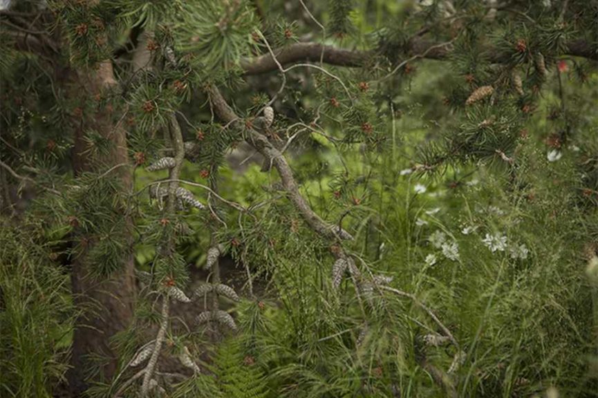 3. Pitch-Perfect Pines