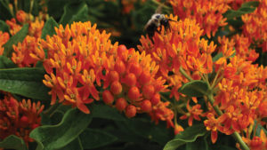 Allan Armitage Revisits the Native Plant Movement And Its Evolution