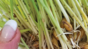 Bug Your Customer About Biocontrols