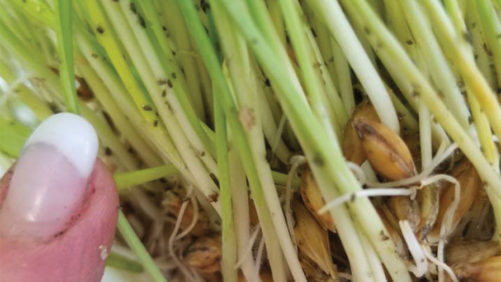 Bug Your Customer About Biocontrols