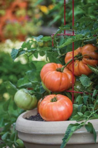 Beefsteak Tomato 'Atlas' (Burpee)