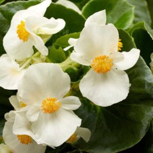 Begonia interspecific 'Tophat White' (Syngenta Flowers)