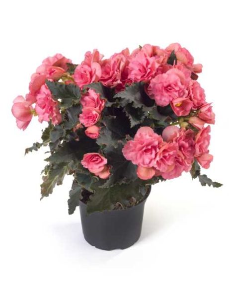 Begonia 'Dreams Chloe Coral Pink' (Beekenkamp)
