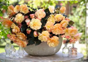 Begonia 'Perfume Dreams Fragrant Falls Peach' (Beekenkamp)