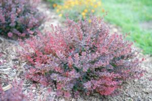 Berberis 'Sunjoy Mini Maroon' (Spring Meadow Nursery)