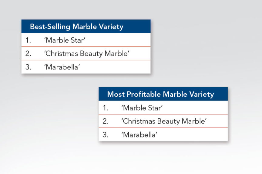 Best-selling Marble Poinsettia