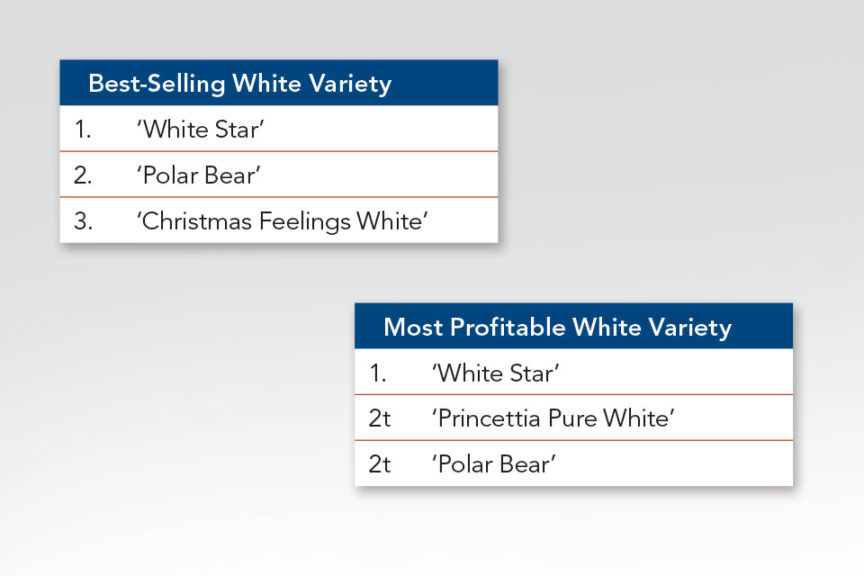 Best-selling White Poinsettia