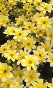 Bidens 'Spot Light' (Thompson & Morgan)