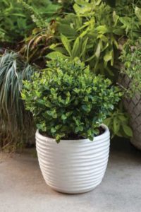 Blueberry 'Bushel and Berry Southern Bluebelle' (Star Roses and Plants)