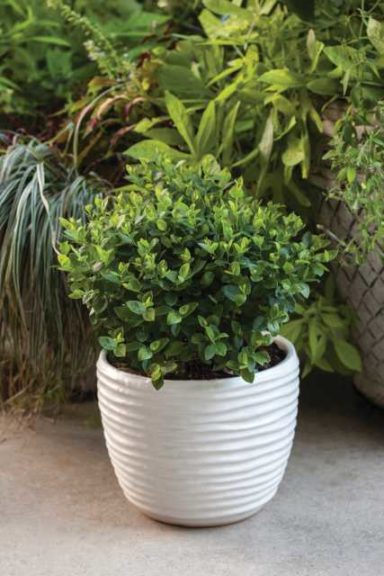 Blueberry 'Bushel and Berry Southern Bluebelle' (Star Roses and Plants)