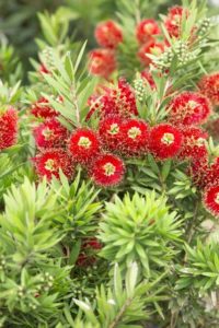 Callistemon viminalis Light Show Bottlebrush (Sunset Western Garden Collection/Southern Living Plant Collection)