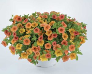 Calibrachoa 'Lia Melon' (Danziger)