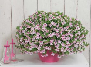 Calibrachoa 'MiniFamous Uno Double Pinktastic' (Selecta)