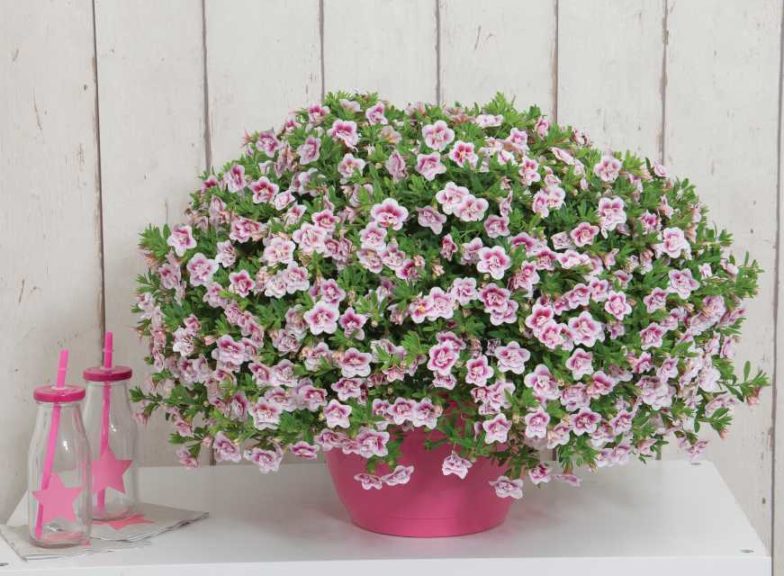 Calibrachoa 'MiniFamous Uno Double Pinktastic' (Selecta)