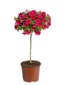 Calibrachoa Tree 'Funtastic Cherry' (Hishtil Nurseries)