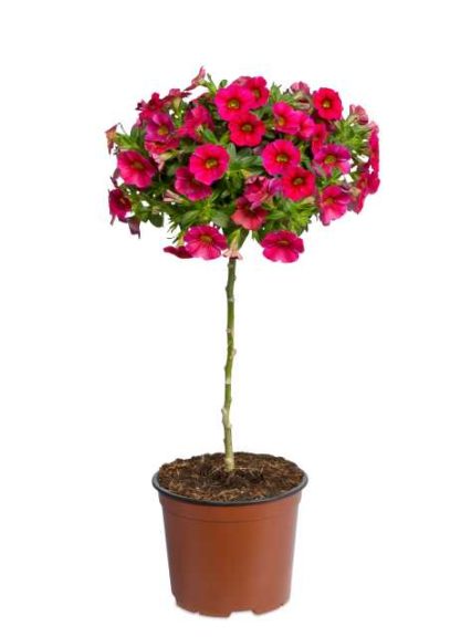 Calibrachoa Tree 'Funtastic Cherry' (Hishtil Nurseries)