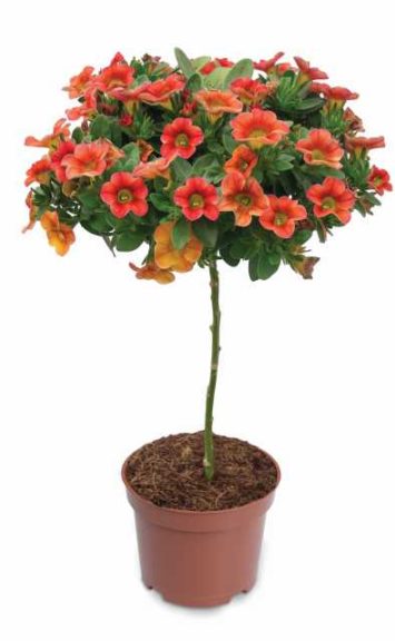 Calibrachoa Tree 'Funtastic Mandarin' (Hishtil Nurseries)